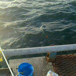 夕方からのメバル